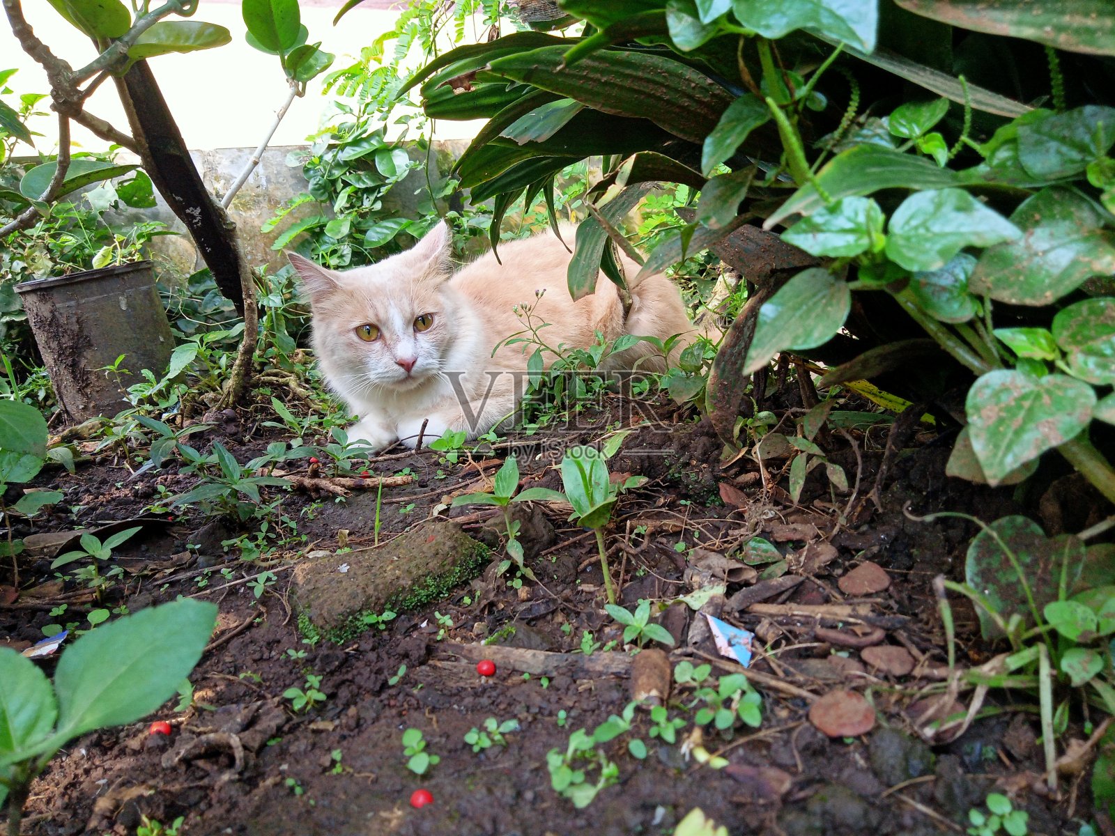 一只猫在植物中照片摄影图片