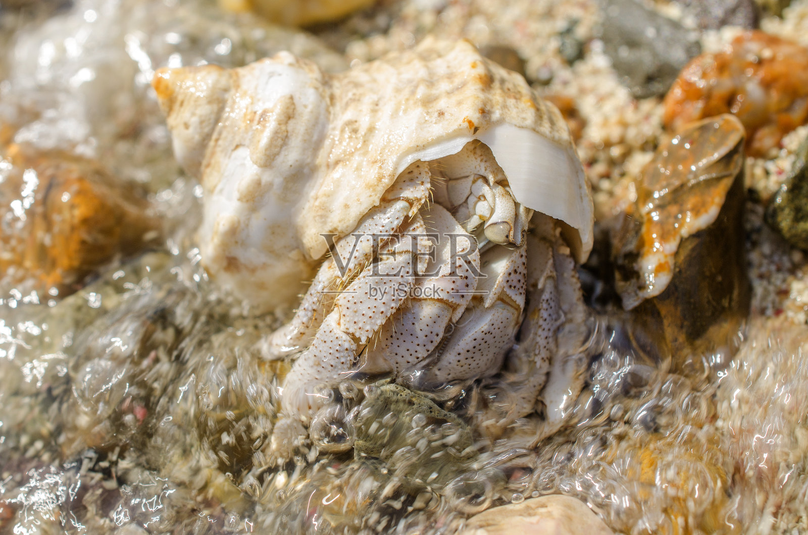 有壳的寄居蟹照片摄影图片