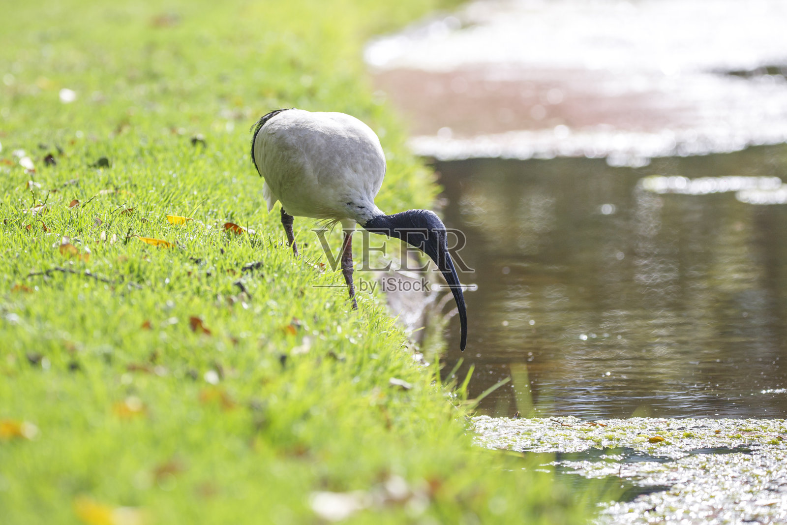 宜必思鸟照片摄影图片