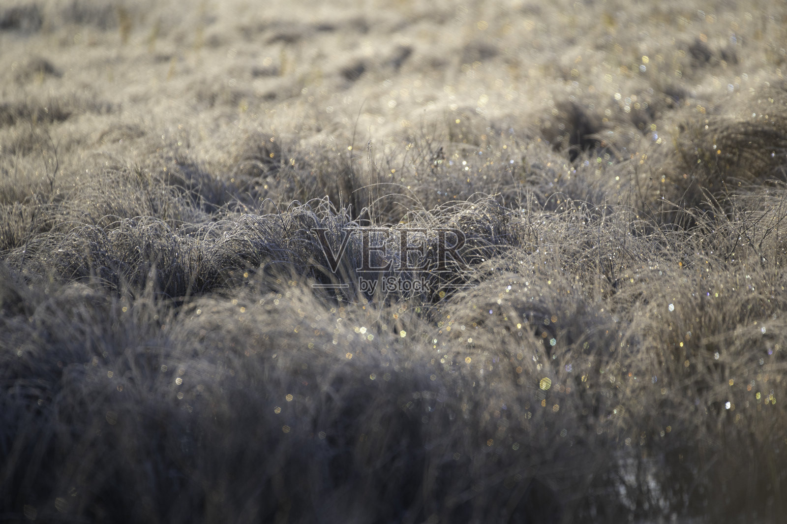 阳光和霜冻在沼泽一号上照片摄影图片