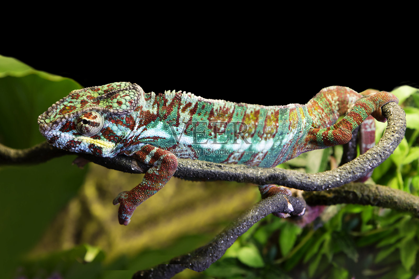 黑豹变色龙Ambato。男性。照片摄影图片