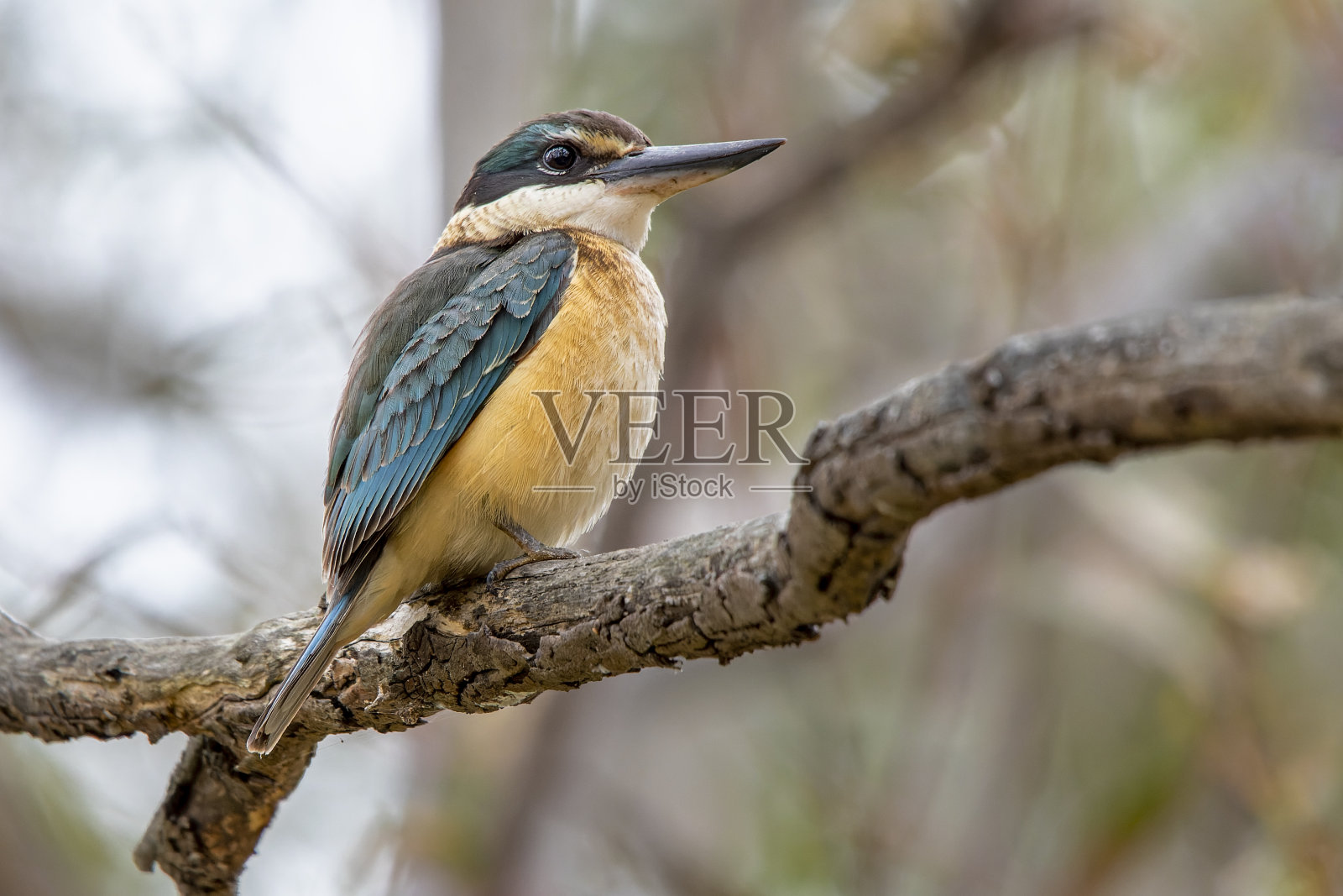 神圣的翠鸟(Todiramphus sanctus)照片摄影图片