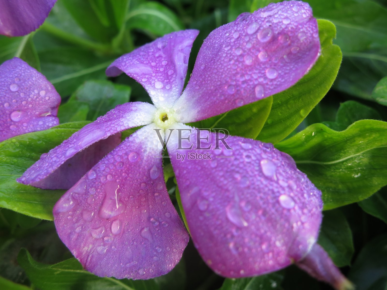 8、滴水，园中百花美照片摄影图片