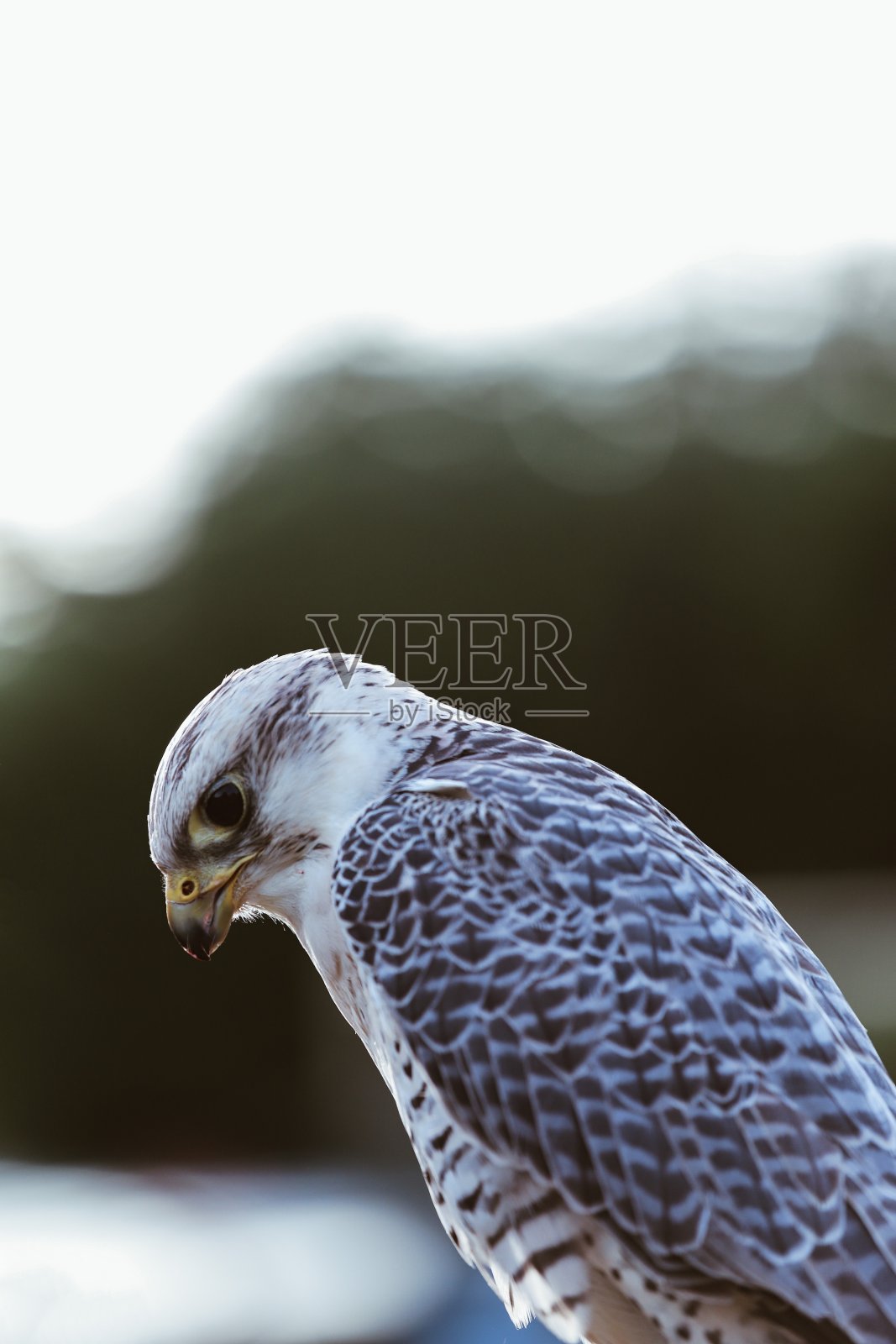 猎鹰侧面肖像照片摄影图片