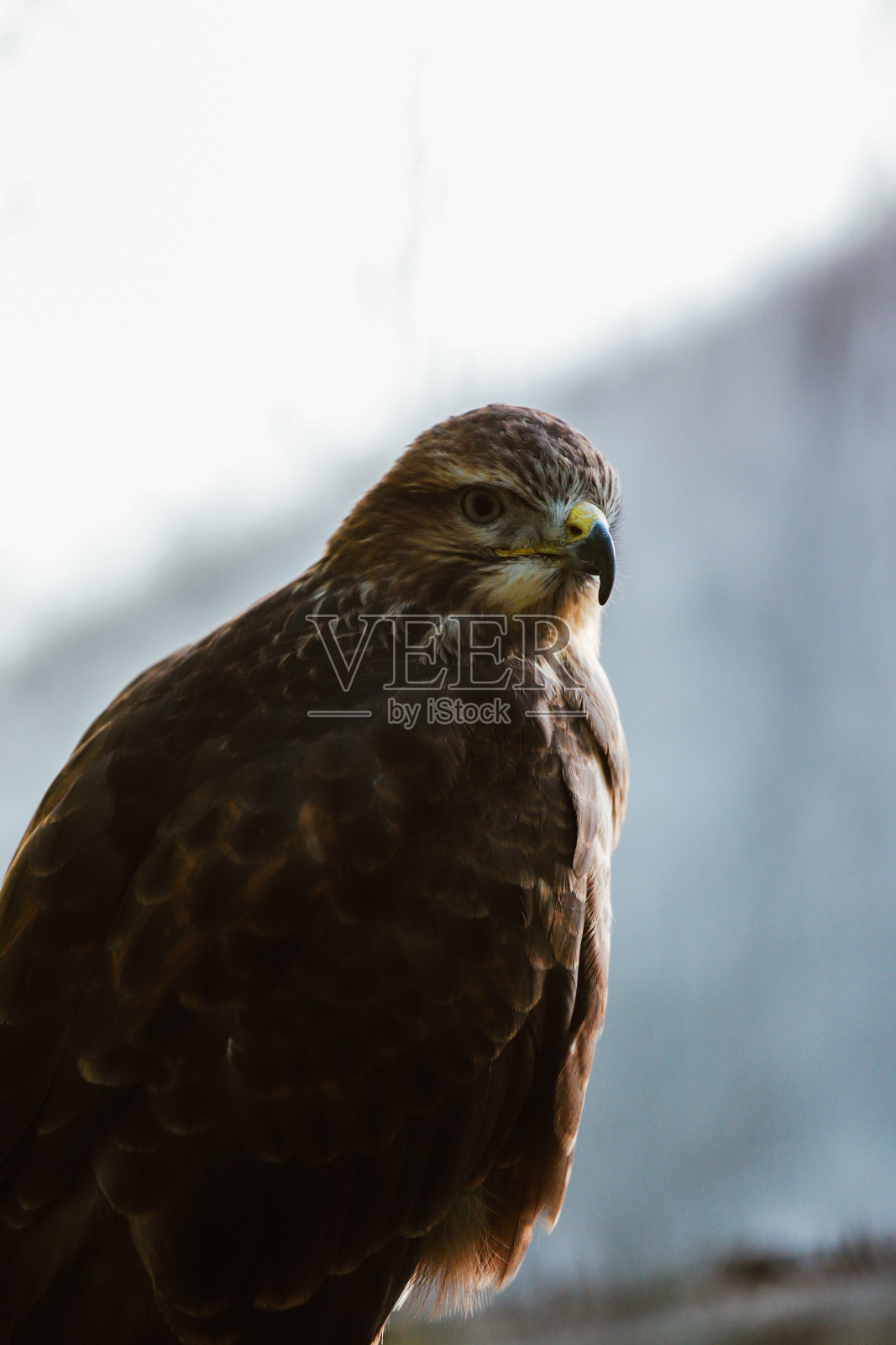 红尾鹰肖像照片摄影图片