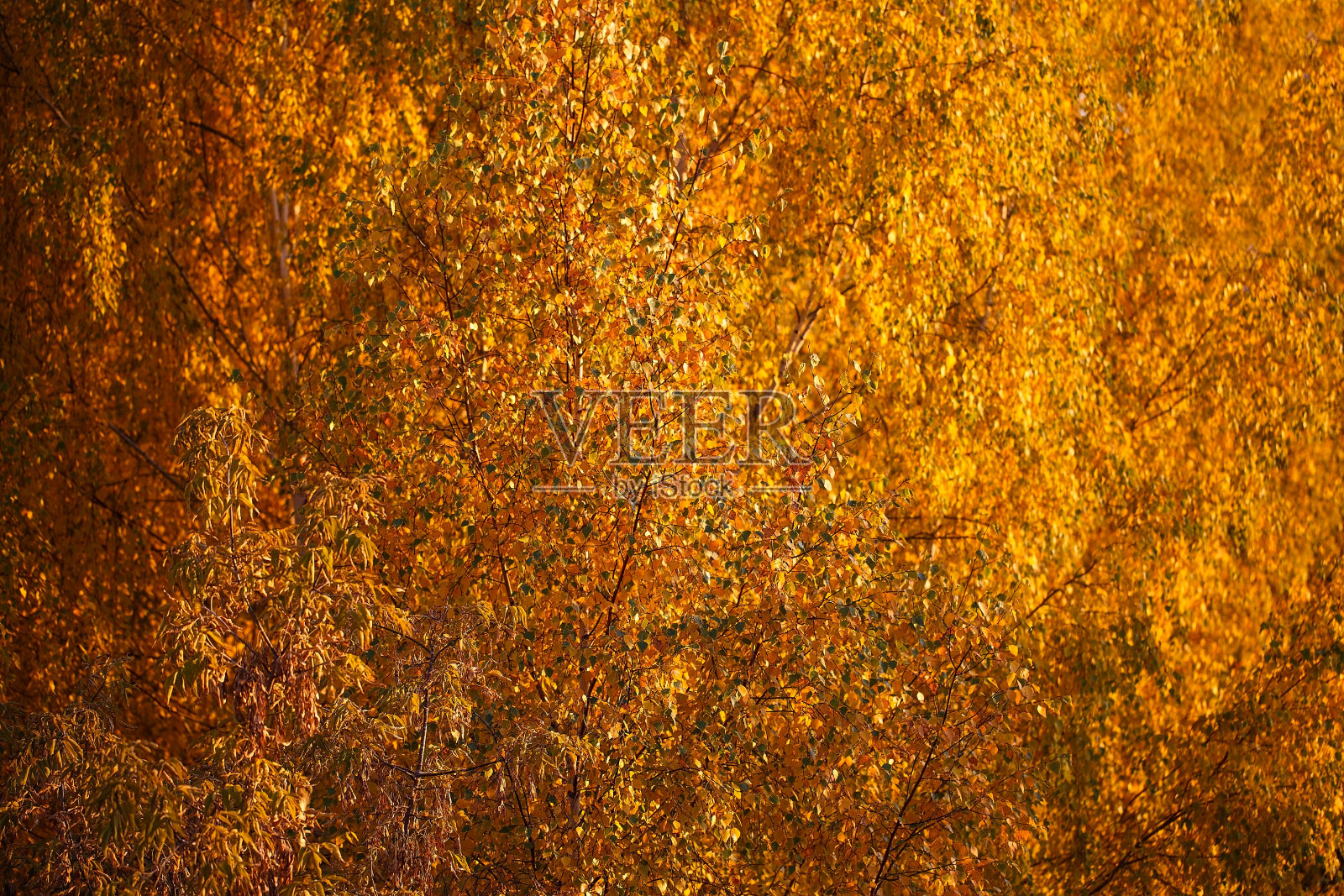 金色的树冠在秋天。阳光明媚的树叶纹理照片摄影图片