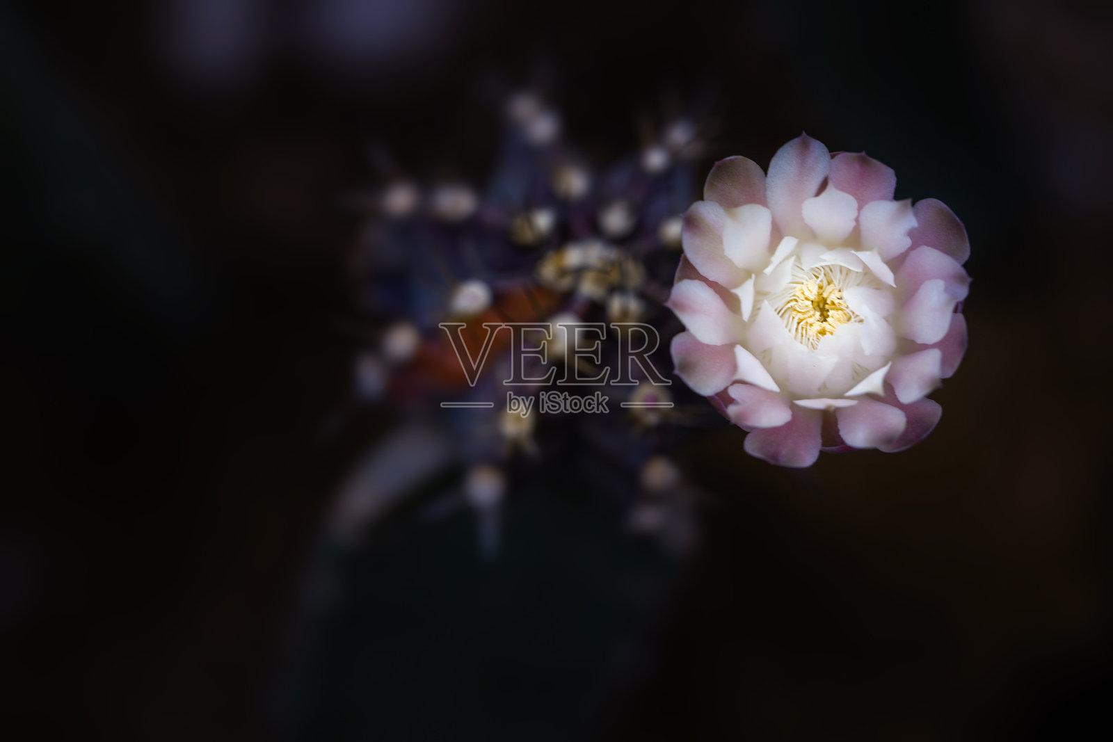 仙人掌花，家养仙人掌。肉质植物(仙人掌科)。照片摄影图片