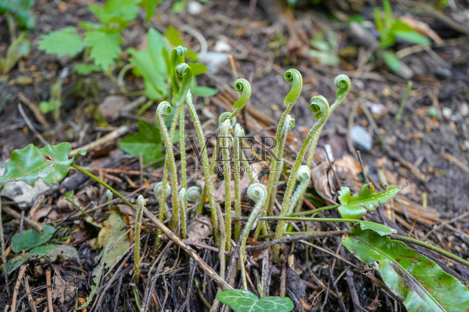 在茂密的灌木丛中生长的蕨类新芽照片摄影图片