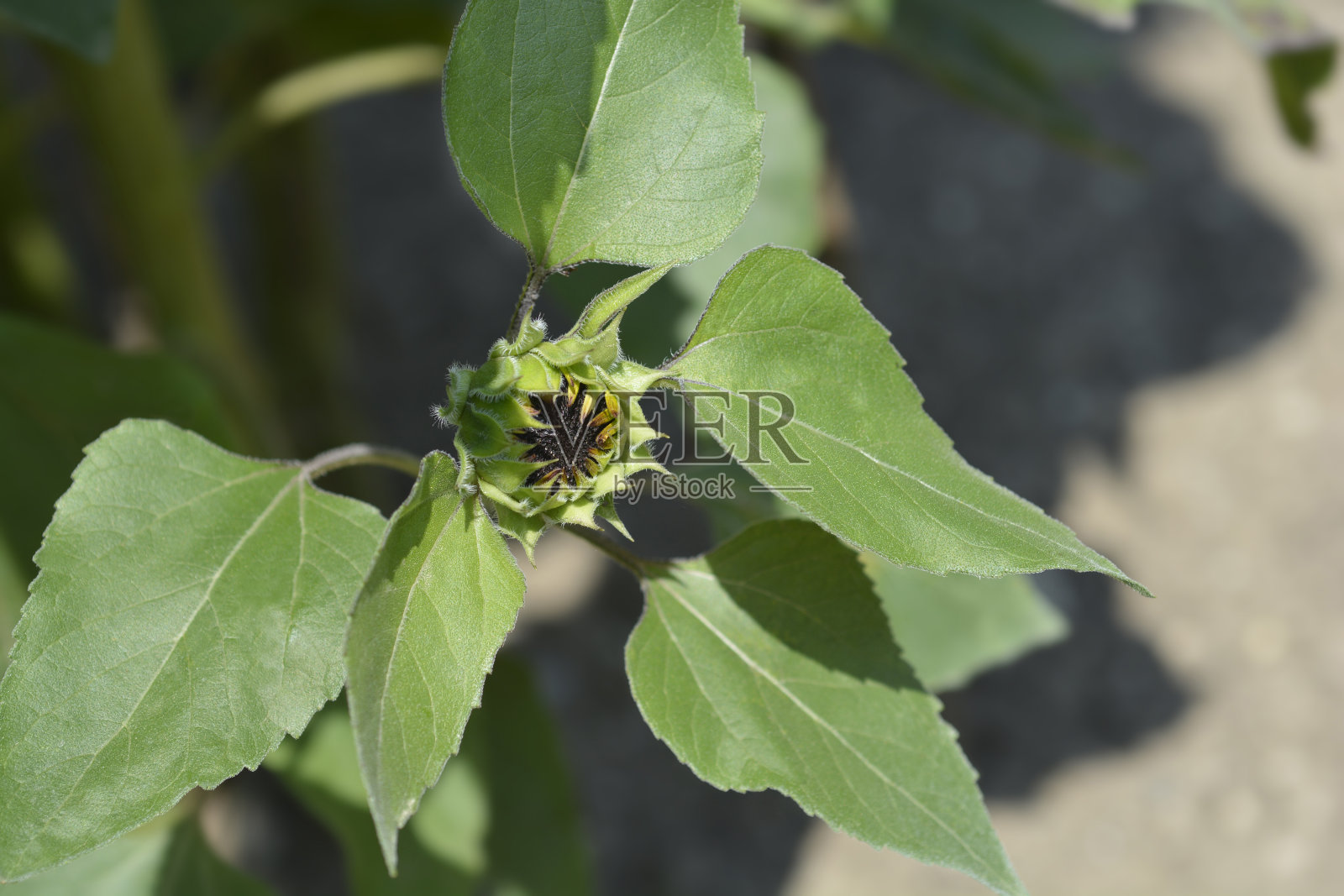 向日葵红色的太阳照片摄影图片