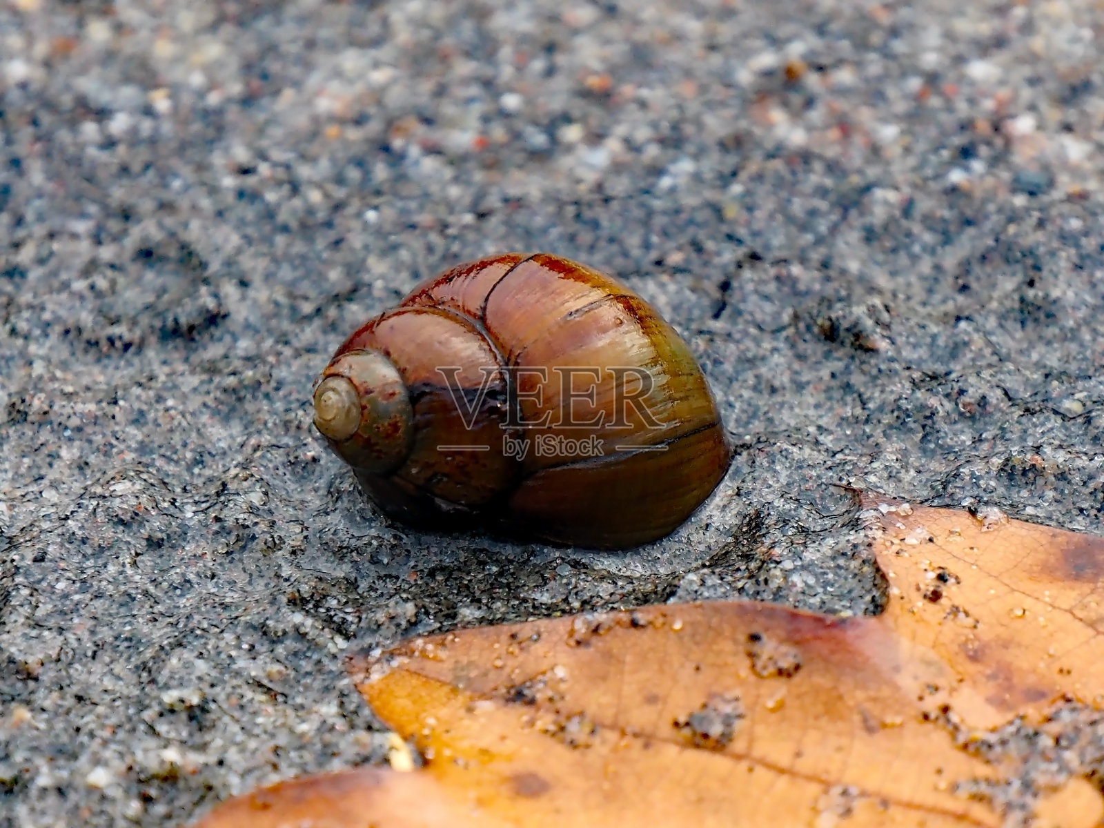 海滩上的蜗牛和黄叶照片摄影图片