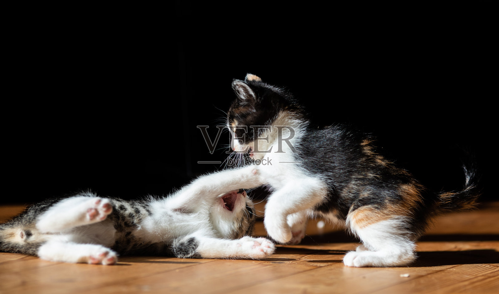 两只小猫在一起玩打架游戏照片摄影图片