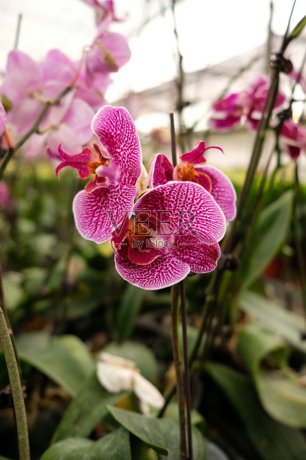 粉红色兰花的特写。照片摄影图片