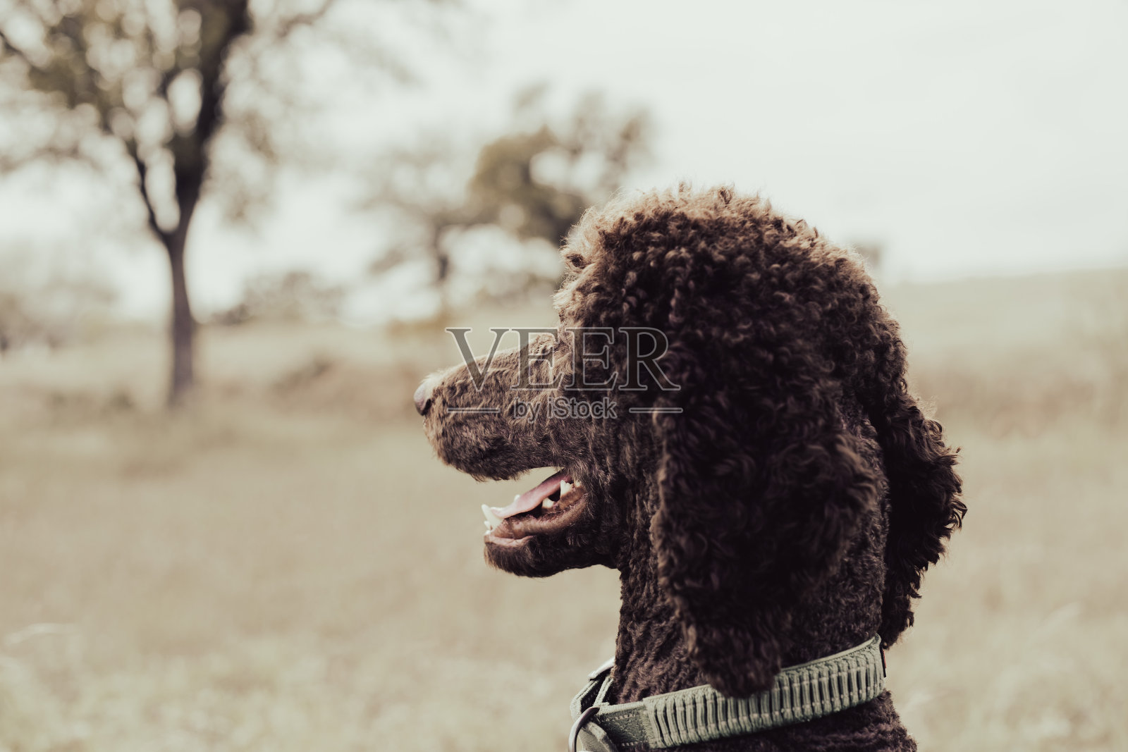 中国的狗照片摄影图片