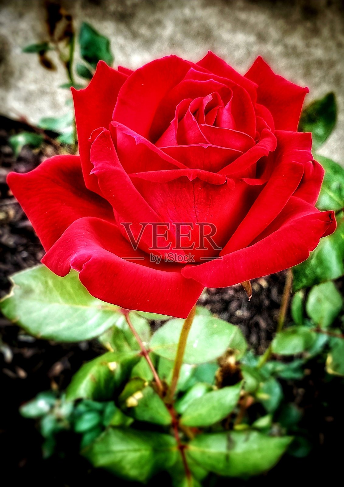 花园的玫瑰照片摄影图片