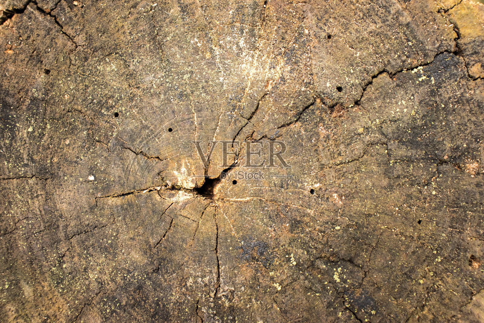 老树桩表面有圆圈和裂缝照片摄影图片