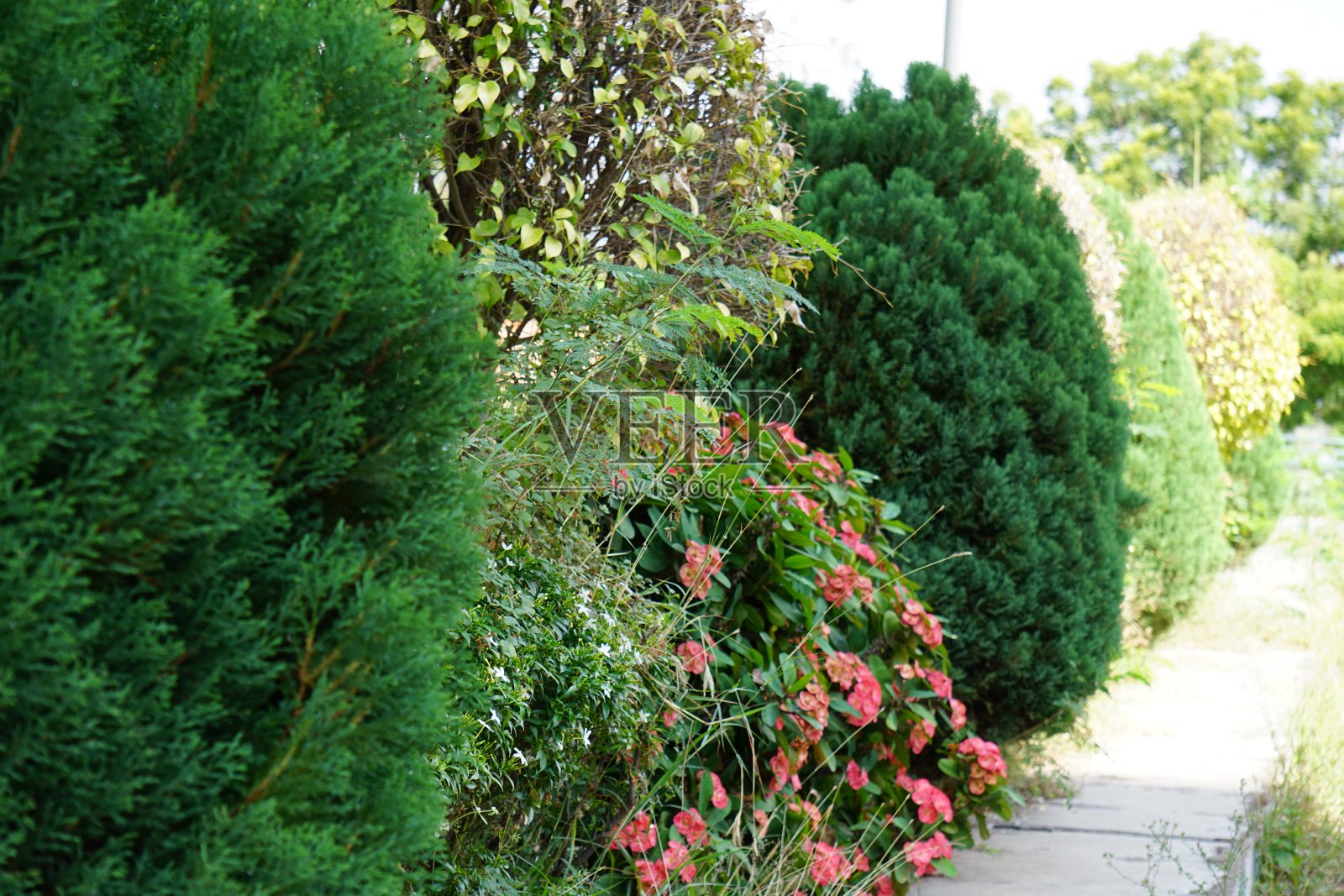 花园照片摄影图片