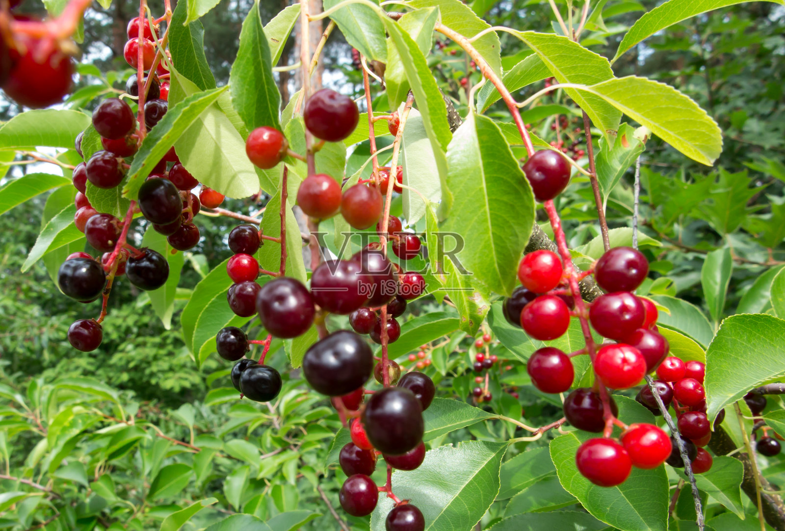 长着黑色成熟的鸟樱桃浆果的树枝照片摄影图片