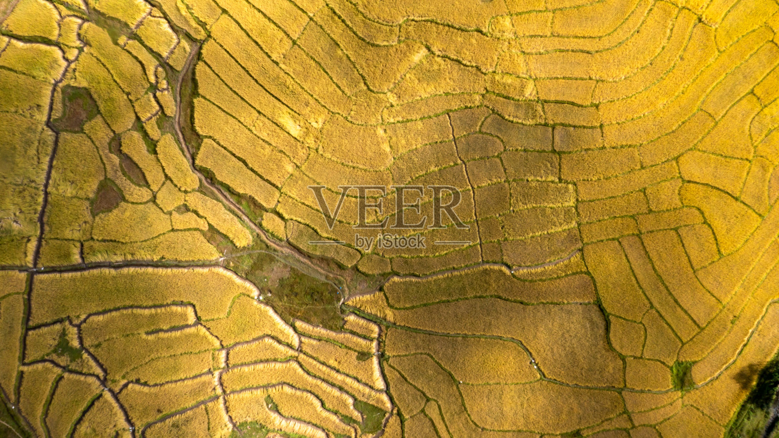 鸟瞰农业丰收季节的金色稻田梯田，泰国北部山区的水稻种植园，格局自然背景。照片摄影图片