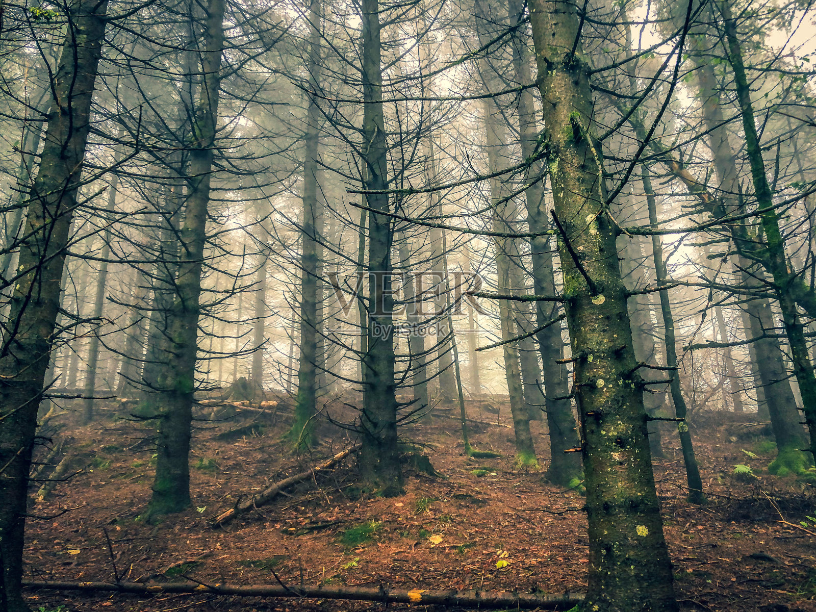 德国浓雾笼罩的黑森林。照片摄影图片