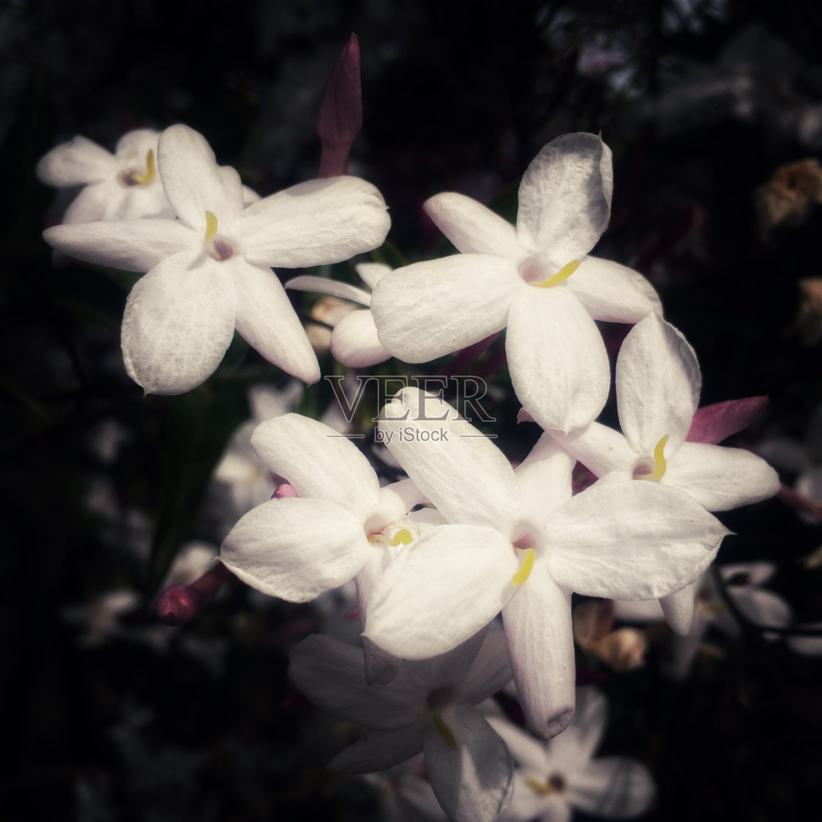 茉莉花在黑暗的背景下照片摄影图片