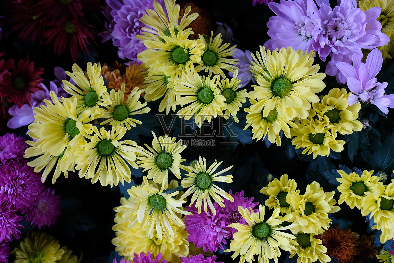 五颜六色的菊花背景照片摄影图片