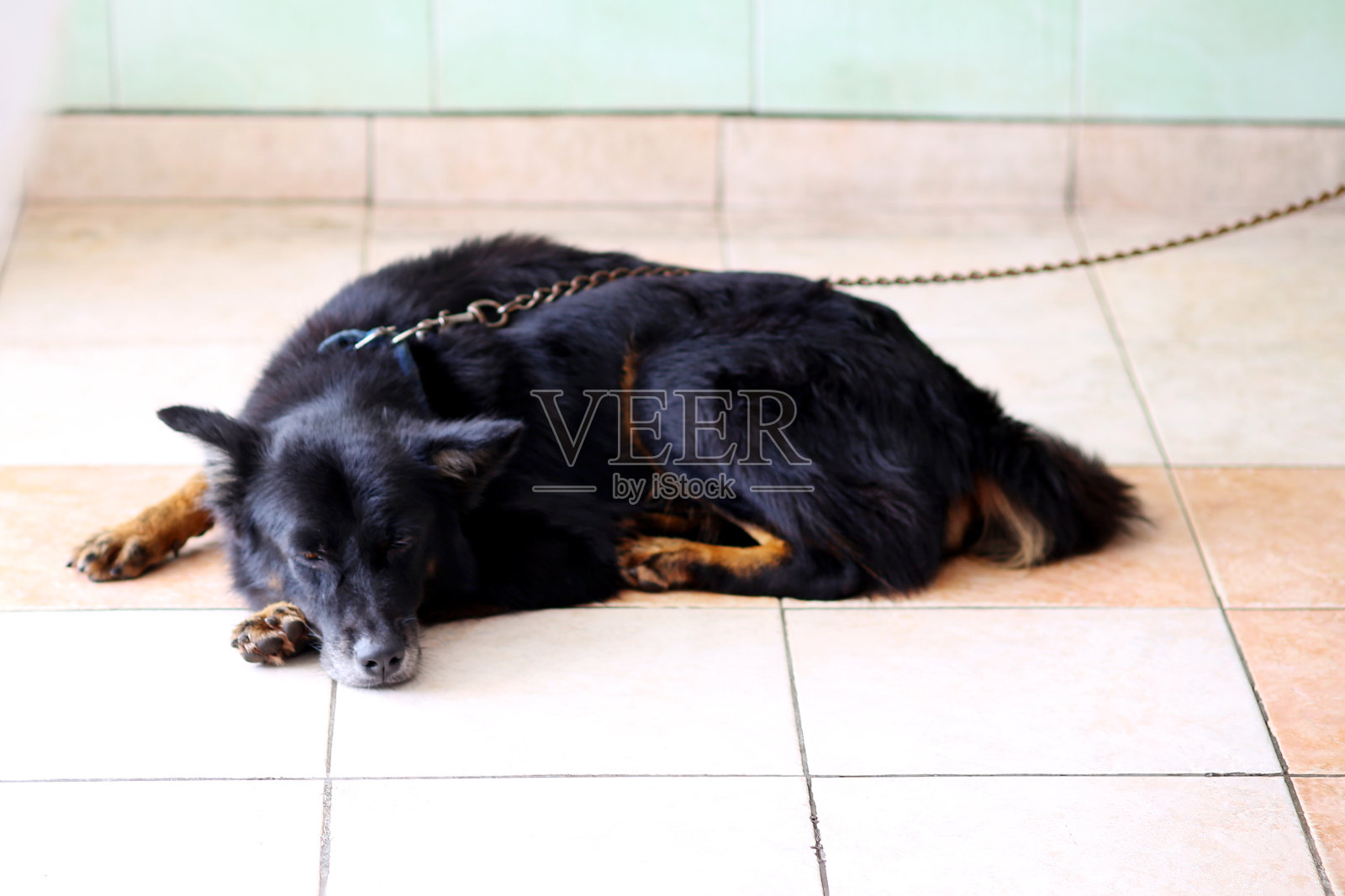 宠物在家里照片摄影图片