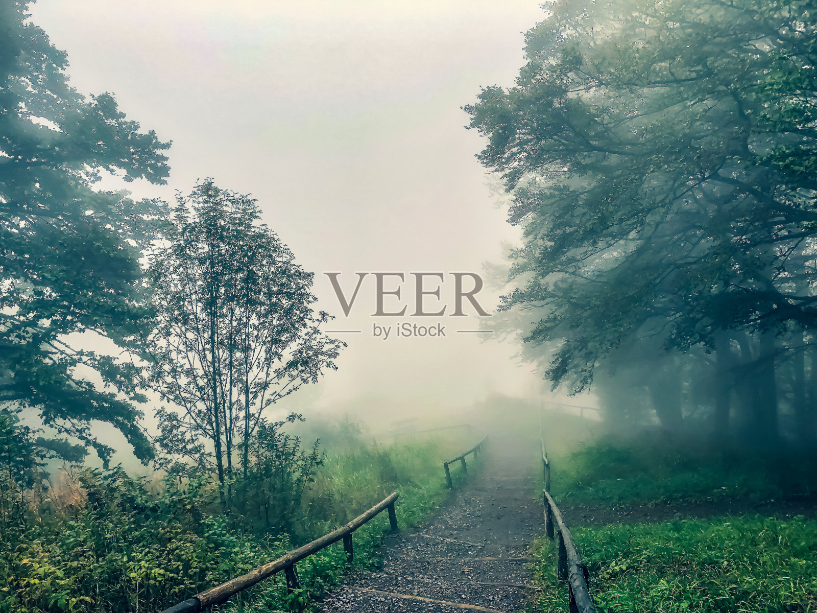 雾中穿过黑森林的小路。照片摄影图片