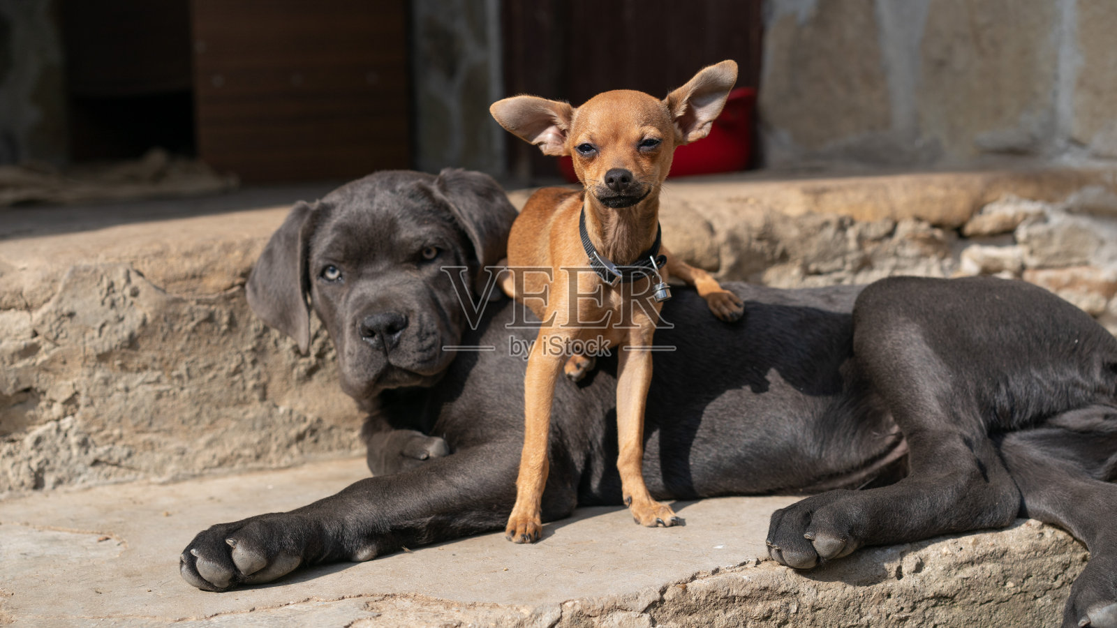 两只狗…他们是最好的朋友，站在门前，躺在楼梯上照片摄影图片