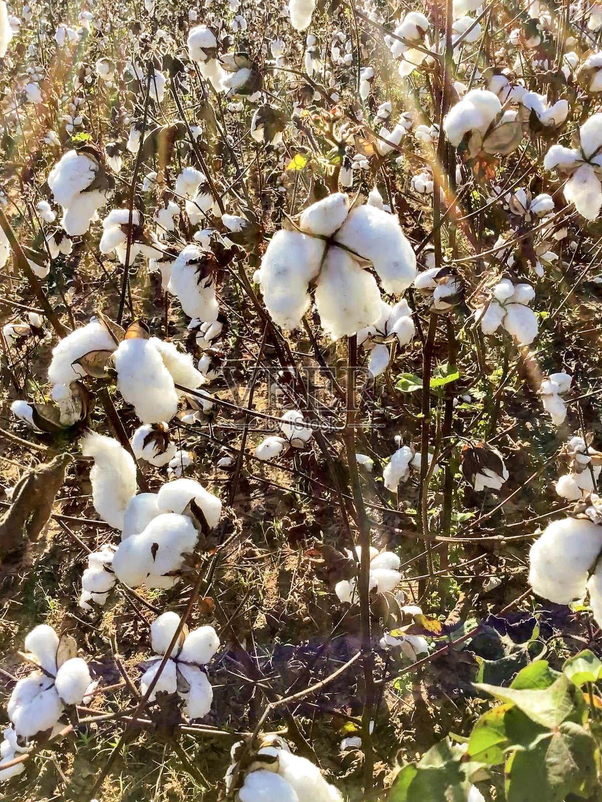 熟棉枝照片摄影图片