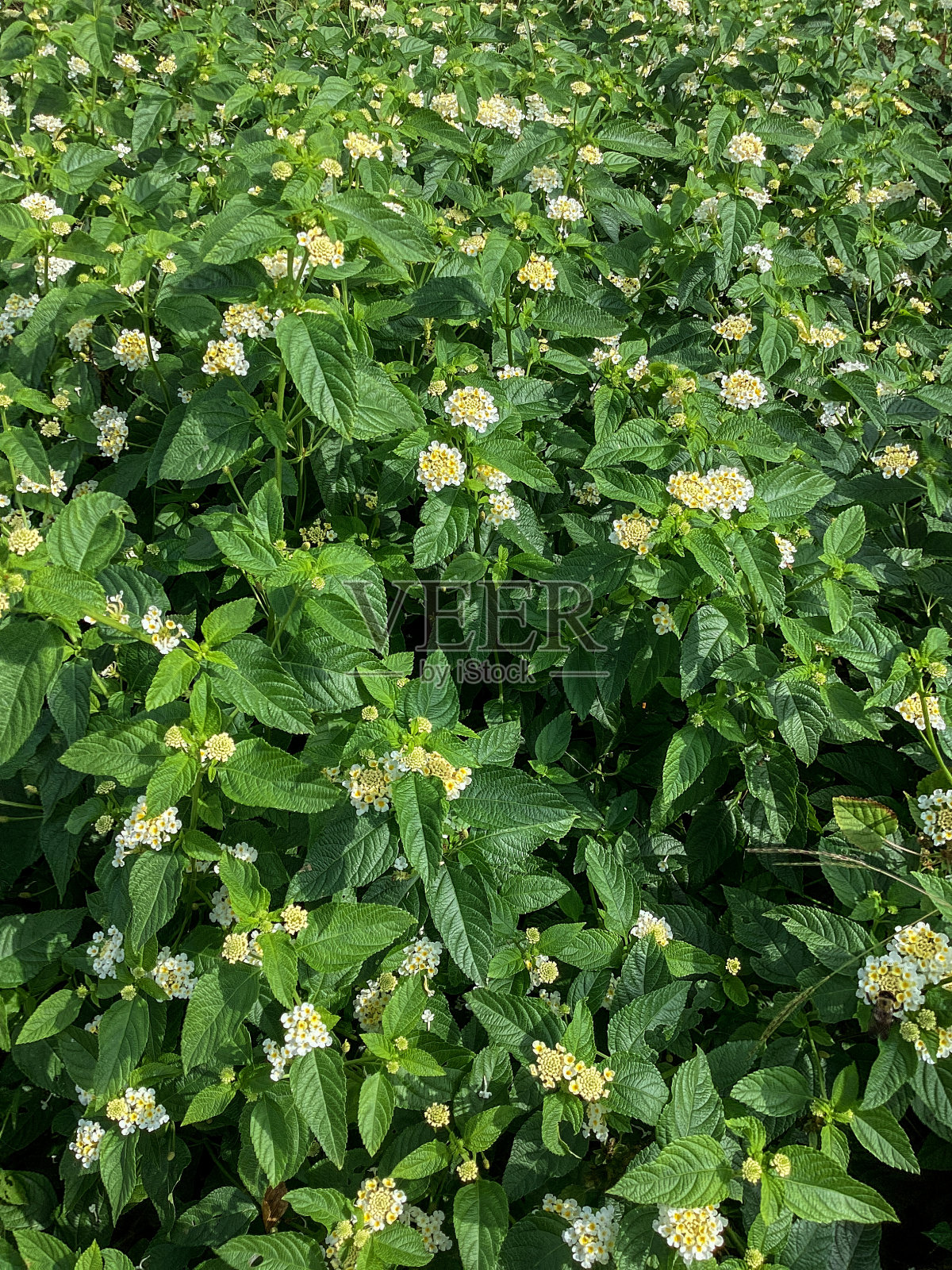 多年生马兰在夏末盛开照片摄影图片