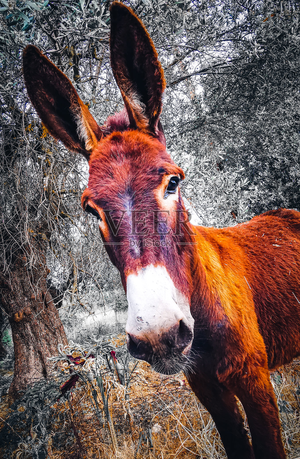 年轻的驴照片摄影图片