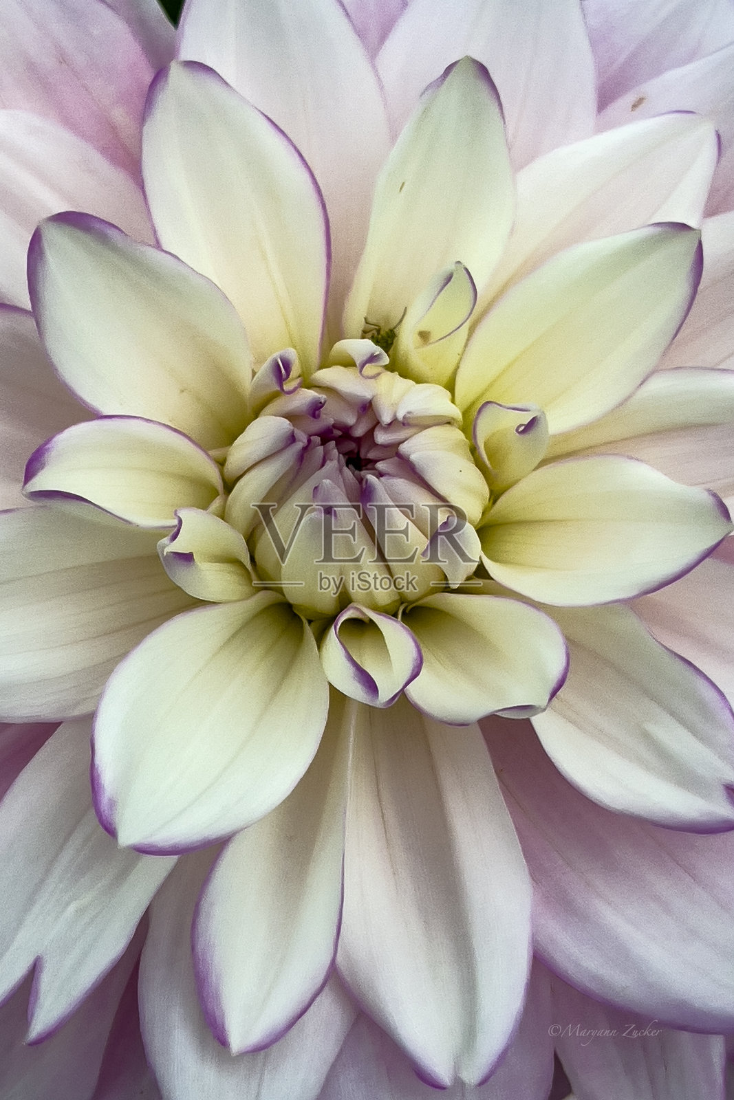 大丽照片摄影图片