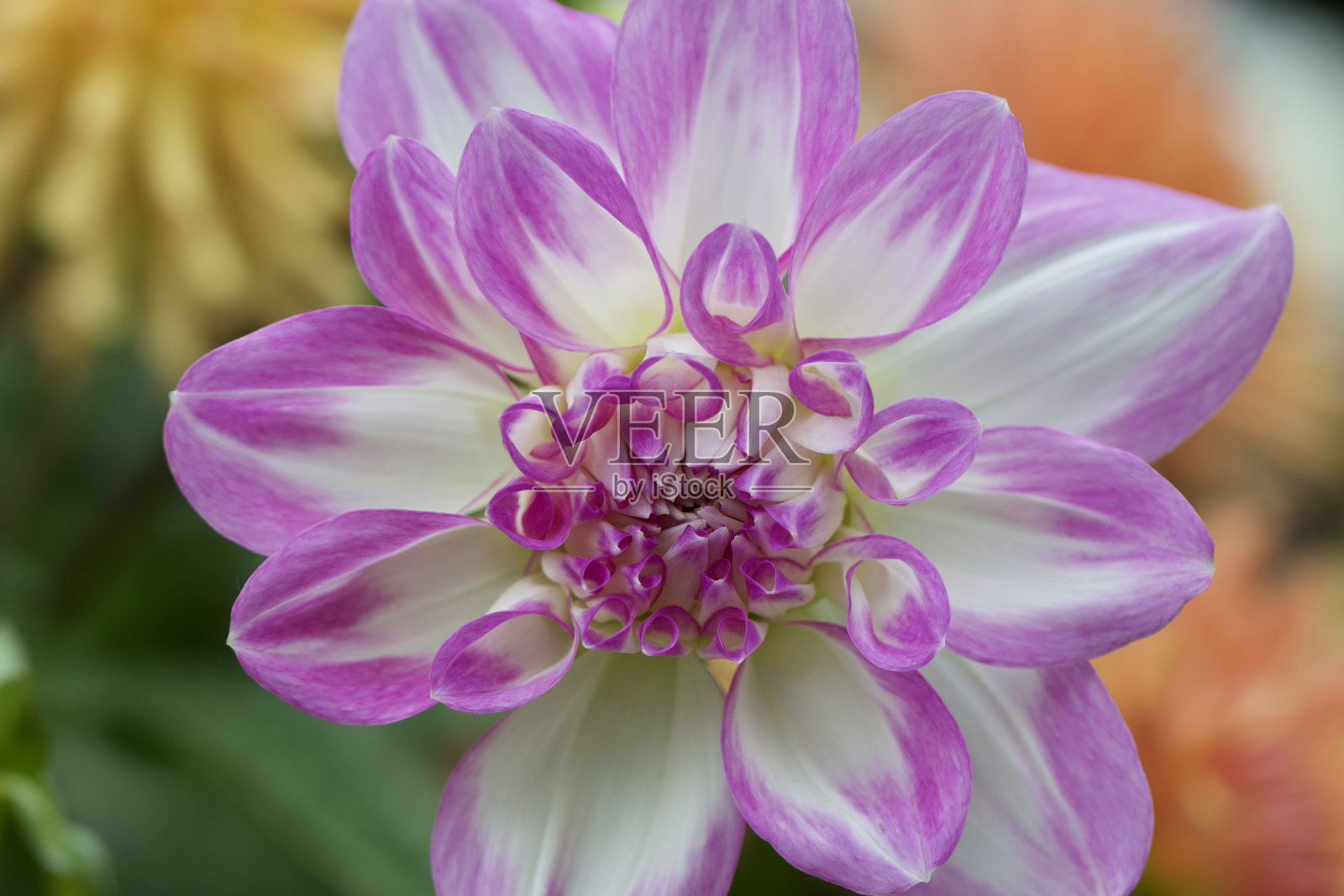 大丽照片摄影图片