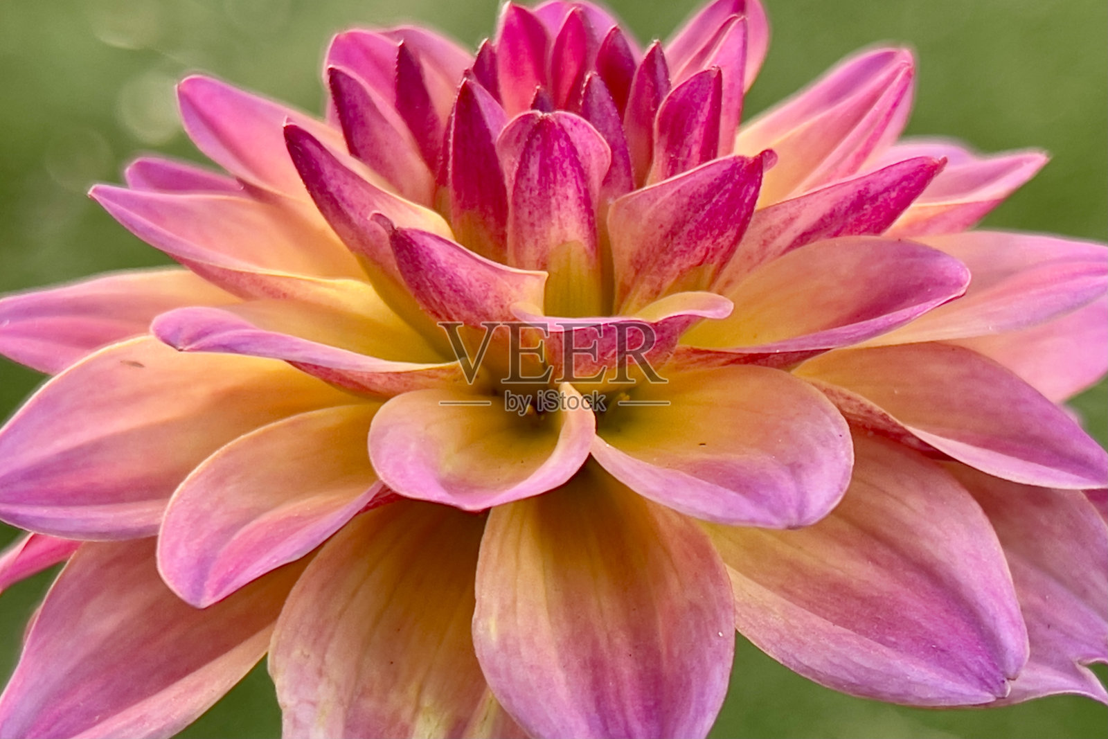 大丽照片摄影图片