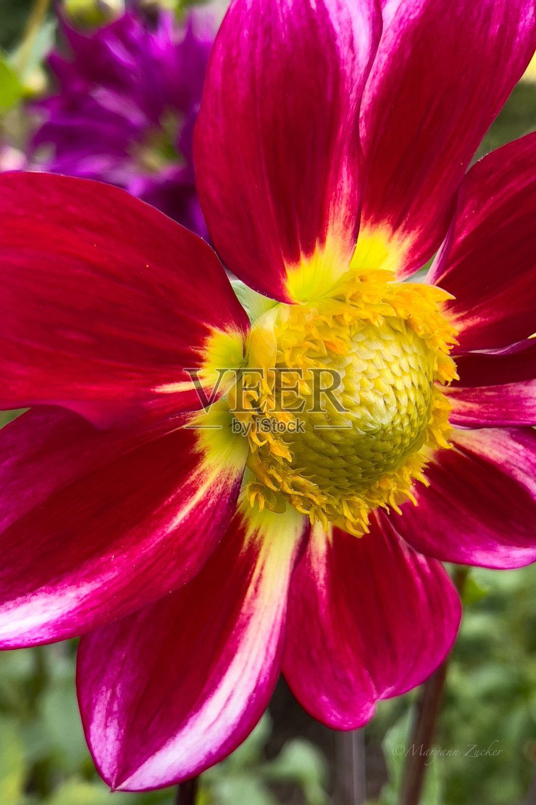 大丽照片摄影图片