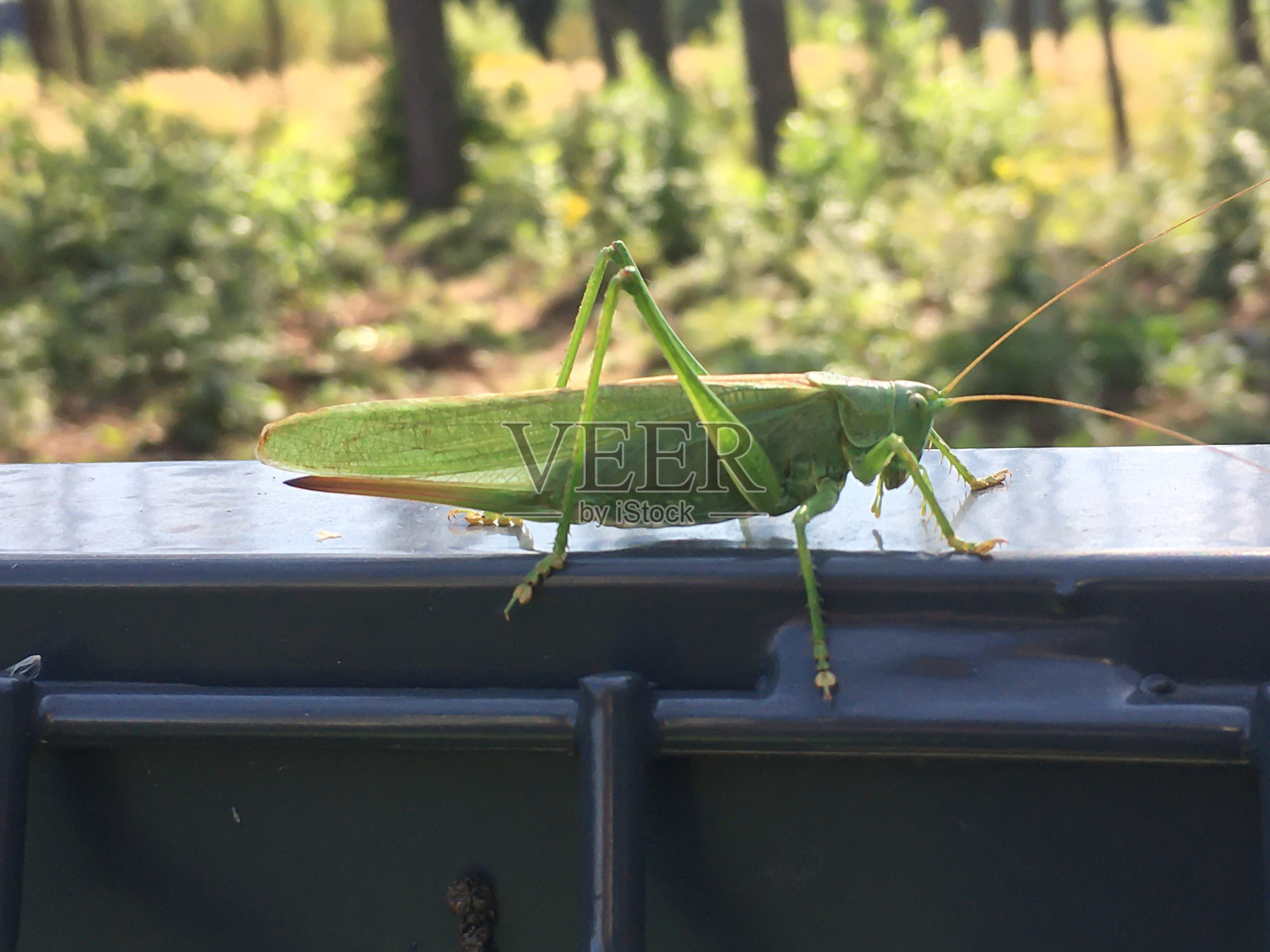 一种大的绿色蚱蜢，一种农业害虫。照片摄影图片