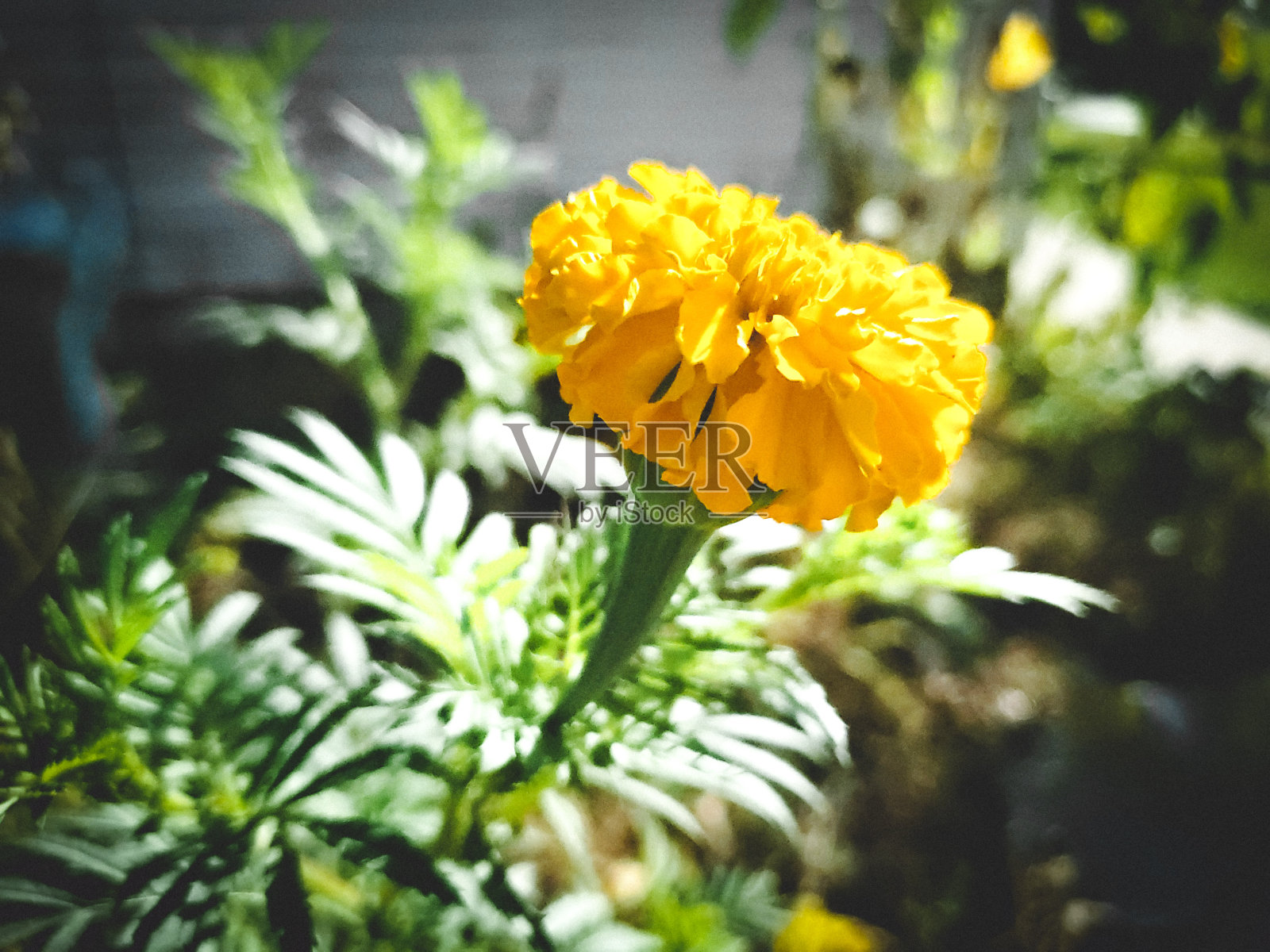 威斯康星州的早秋照片摄影图片