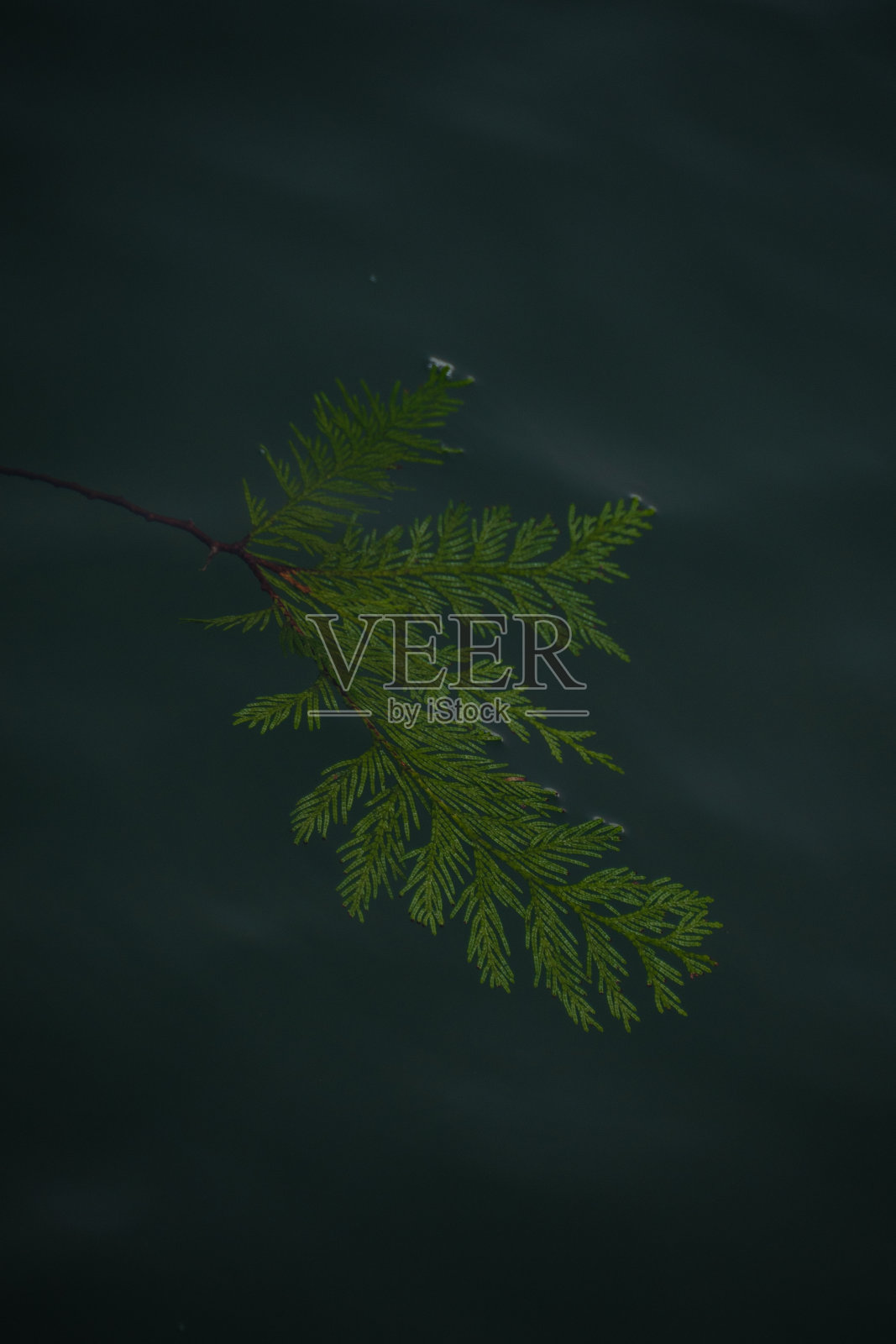 分支照片摄影图片