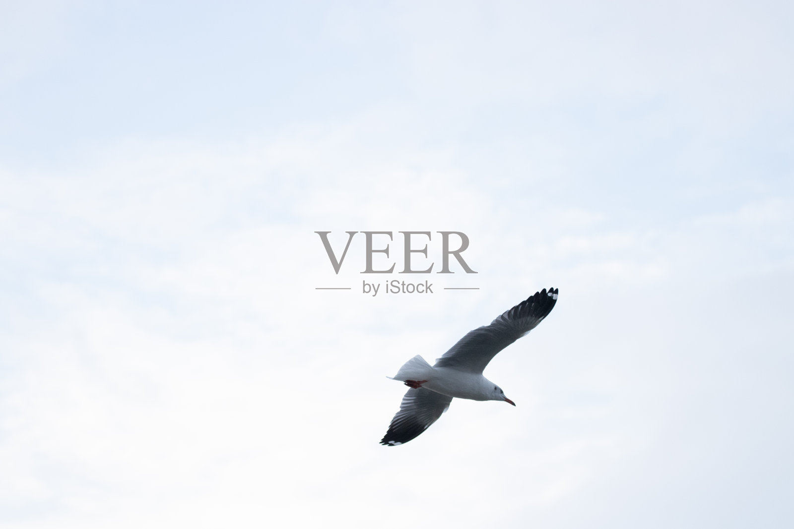 海边日落的海鸥照片摄影图片