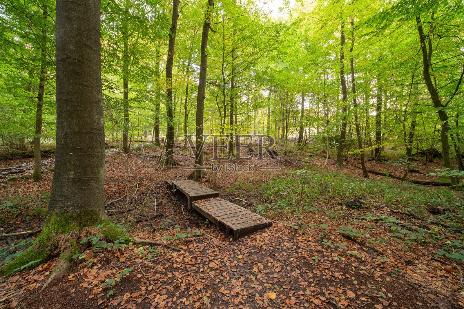森林的秋天照片摄影图片