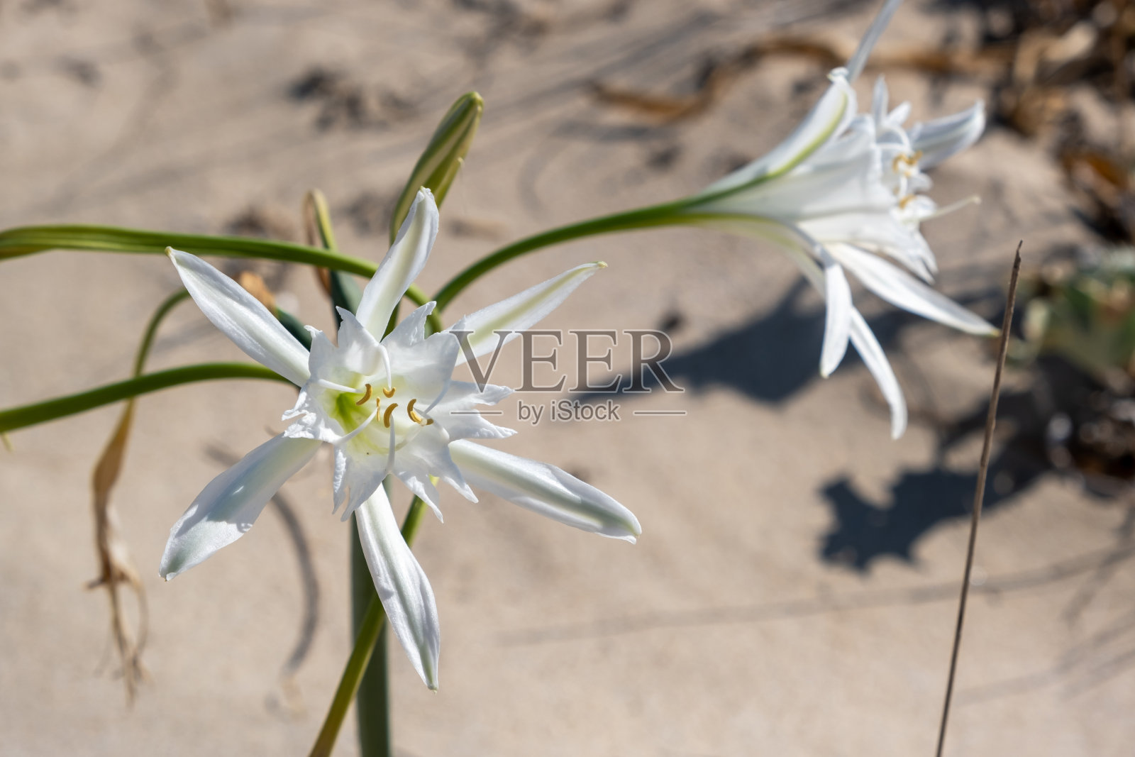 山莨菪，球茎野生植物，开花，花白色。沙百合或海水仙花照片摄影图片