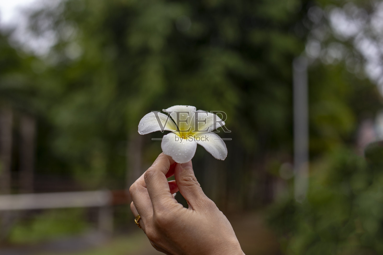 照片手握鸡蛋花和模糊的背景。照片摄影图片