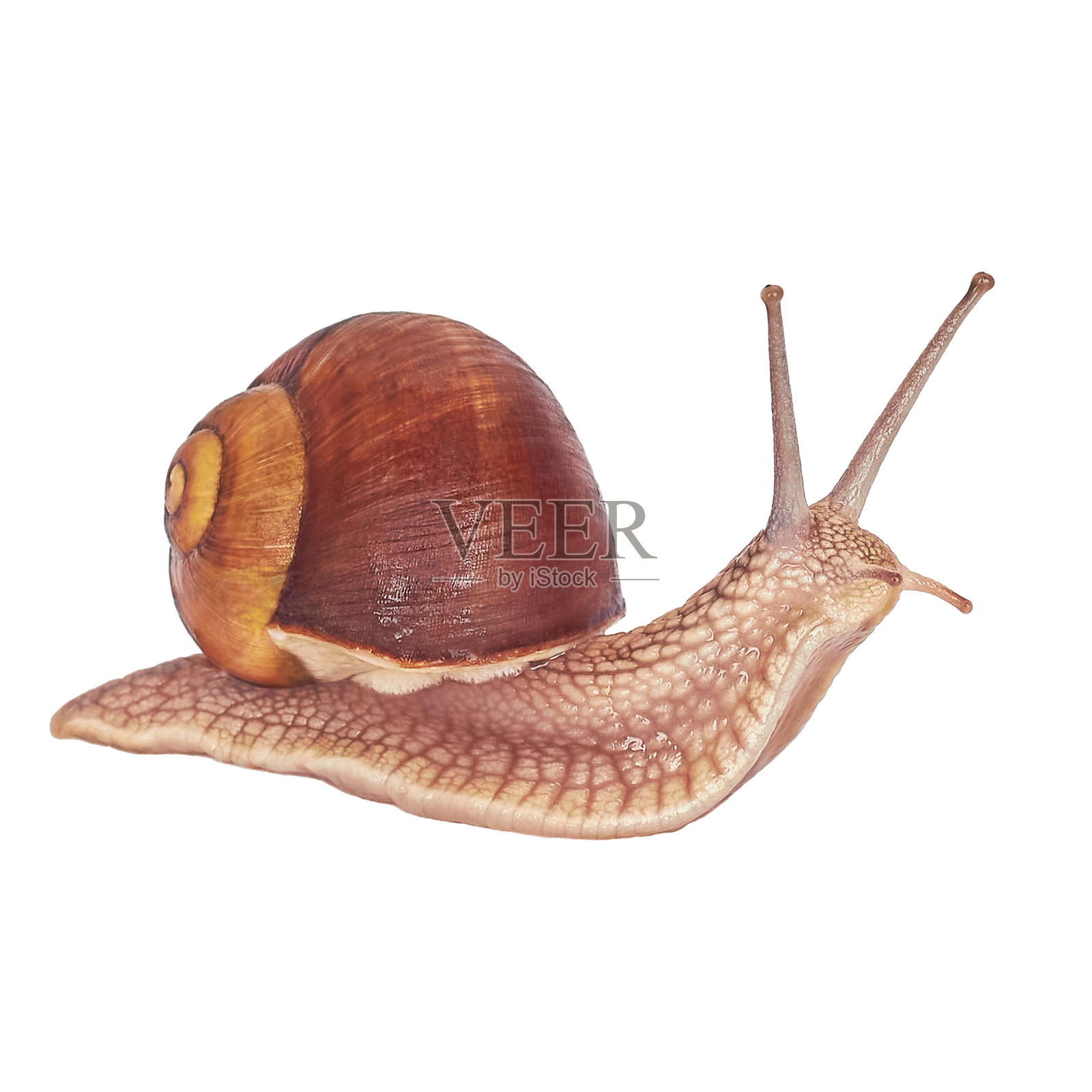 葡萄蜗牛。寄生虫,吃植物。蜗牛被孤立在白色的背景上照片摄影图片