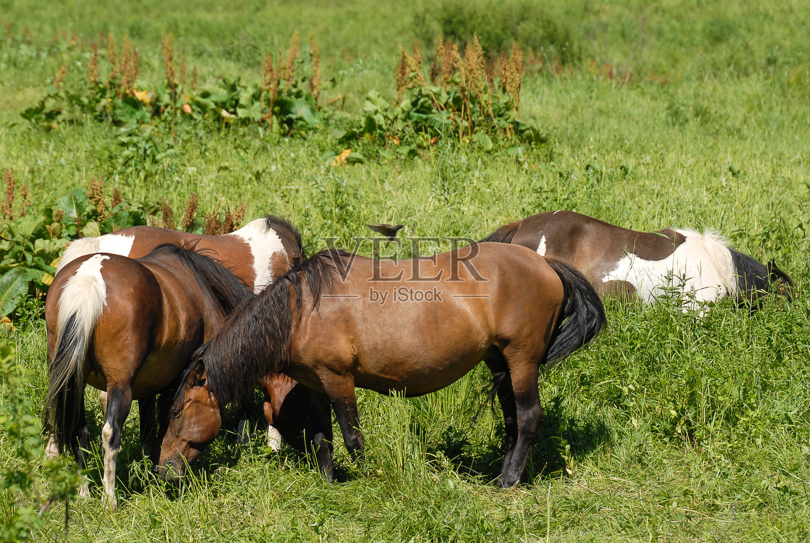 波兰，Bieszczady山，绿色牧场上的野马照片摄影图片