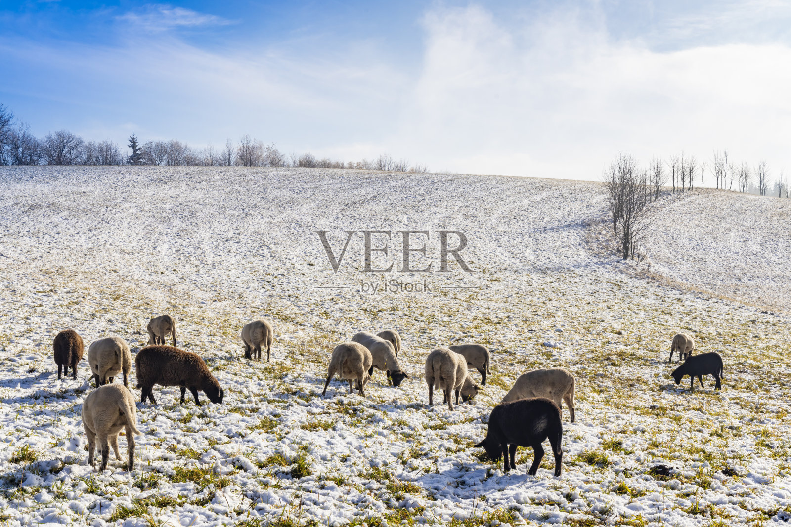 捷克共和国东波西米亚奥利克霍里的羊照片摄影图片