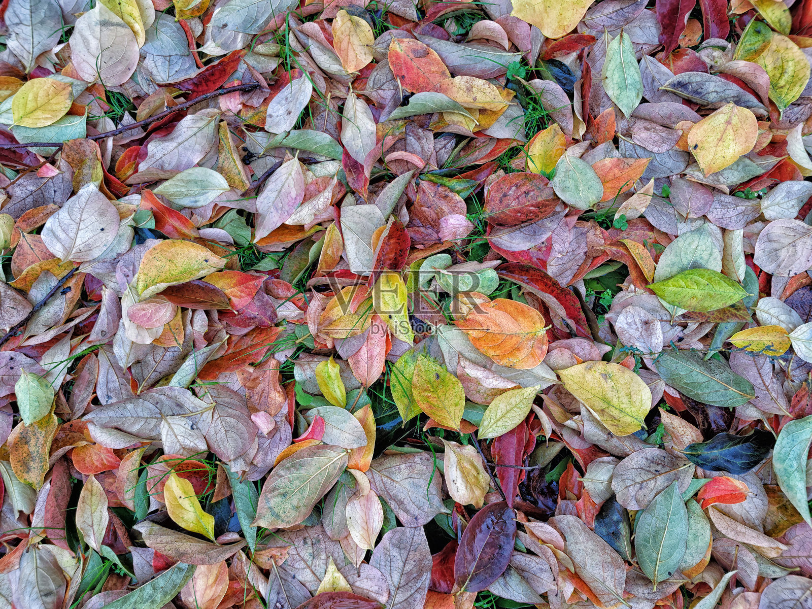 树叶树叶地毯在秋天照片摄影图片