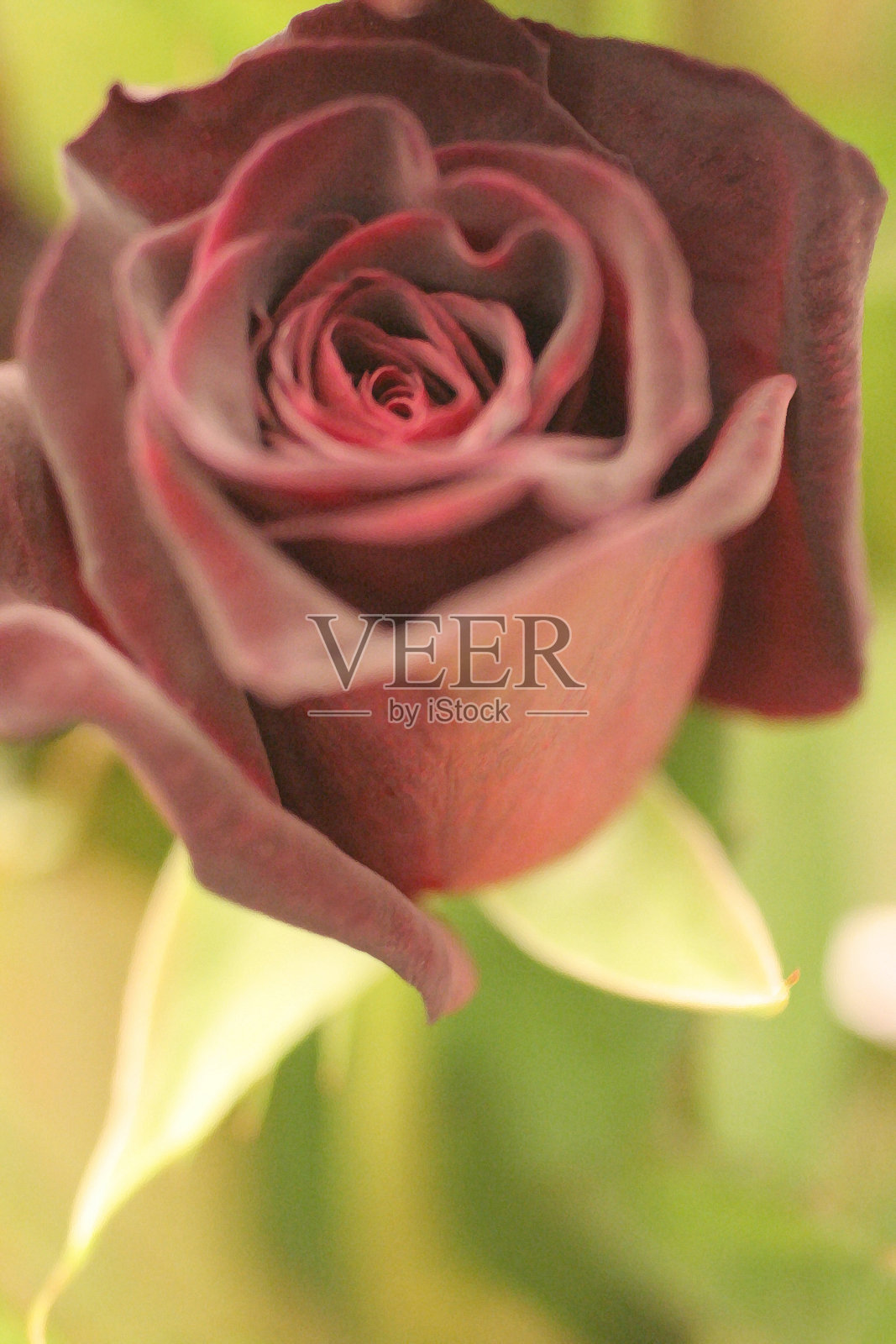 美丽的红玫瑰花朵闭合照片摄影图片