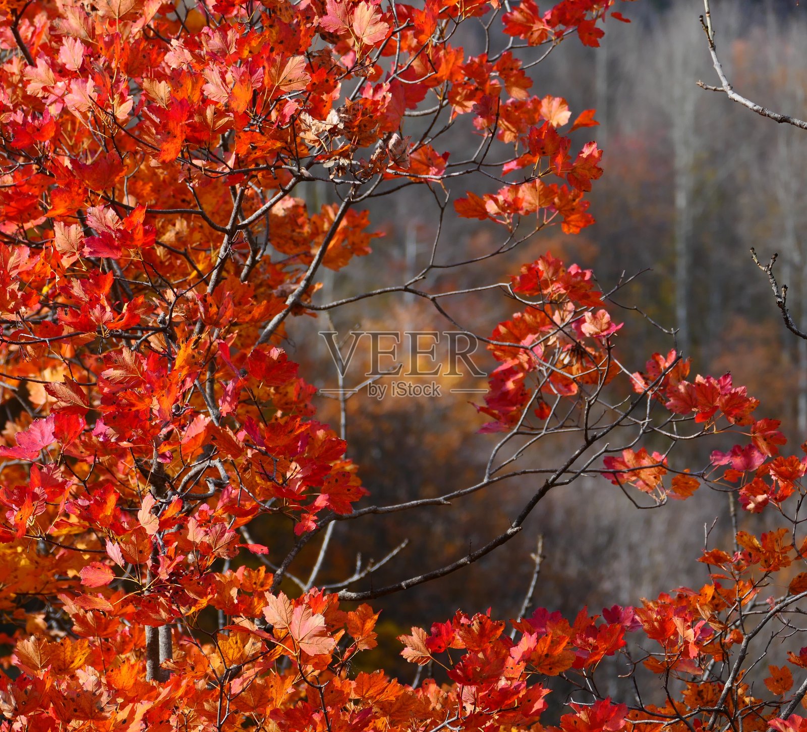 秋天的色彩，saint - etienne -de- tinee, Alpes -Maritimes的环境照片摄影图片