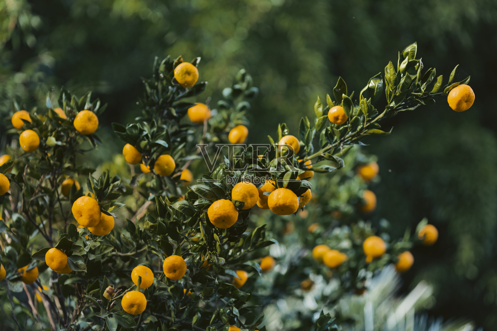 橘子长在树上照片摄影图片
