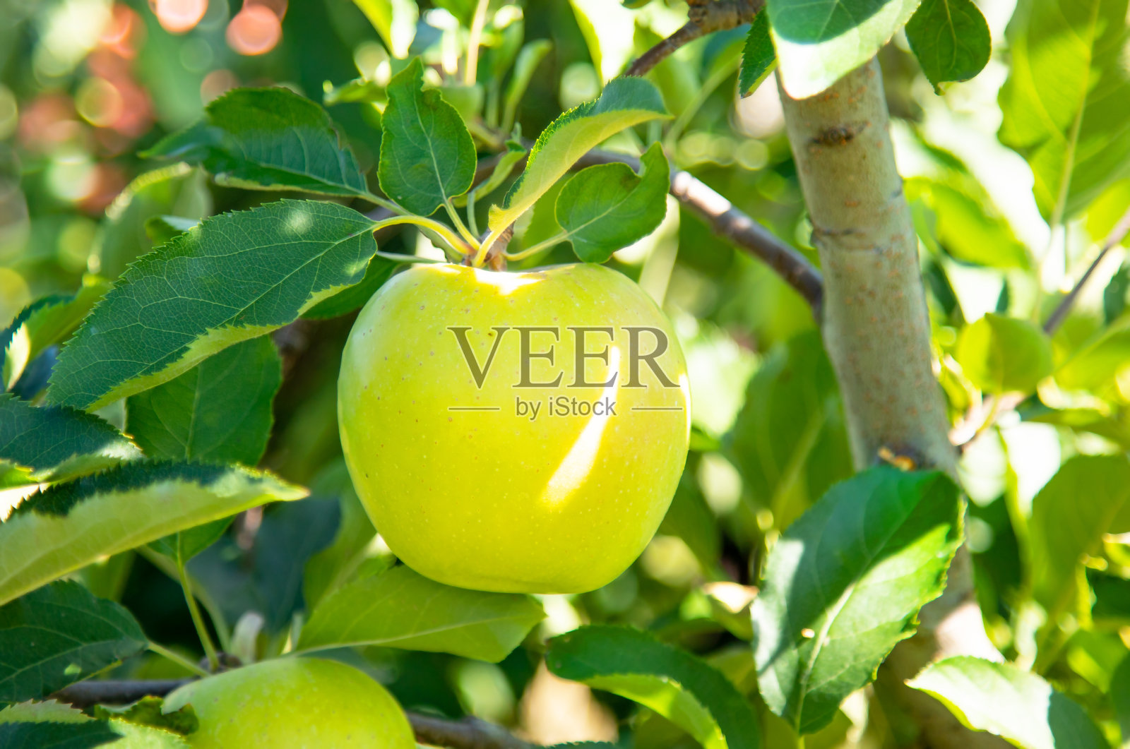 树上的苹果特写照片摄影图片